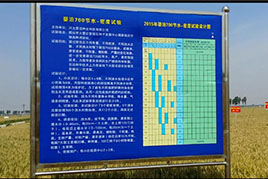 3科研基礎(chǔ) 嬰泊種業(yè)科研育種_嬰泊700栽培技術(shù)研究
