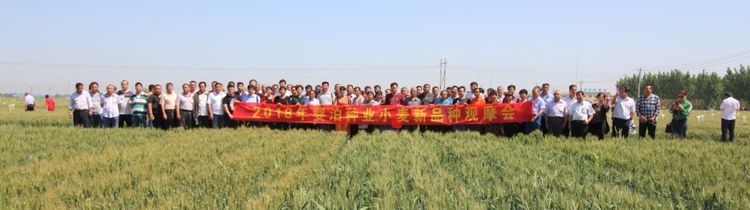 嬰泊種業(yè)小麥觀摩會首次全景展示嬰泊實力