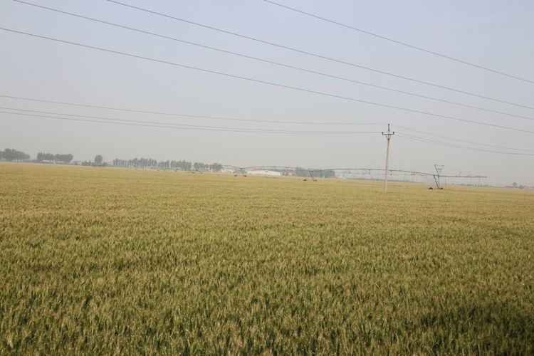 嬰泊種業(yè)小麥觀摩會首次全景展示嬰泊實力