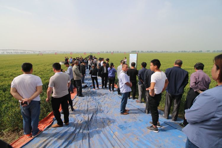 嬰泊種業(yè)小麥觀摩會首次全景展示嬰泊實力
