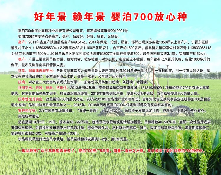 嬰泊種業(yè)小麥觀摩會首次全景展示嬰泊實力