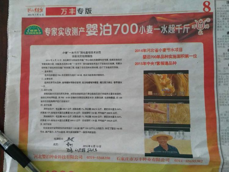 嬰泊種業(yè)小麥觀摩會首次全景展示嬰泊實力