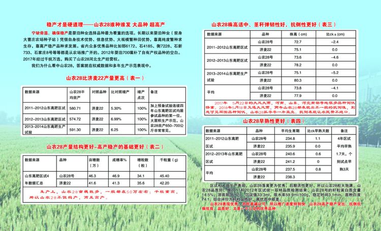嬰泊種業(yè)小麥觀摩會首次全景展示嬰泊實力