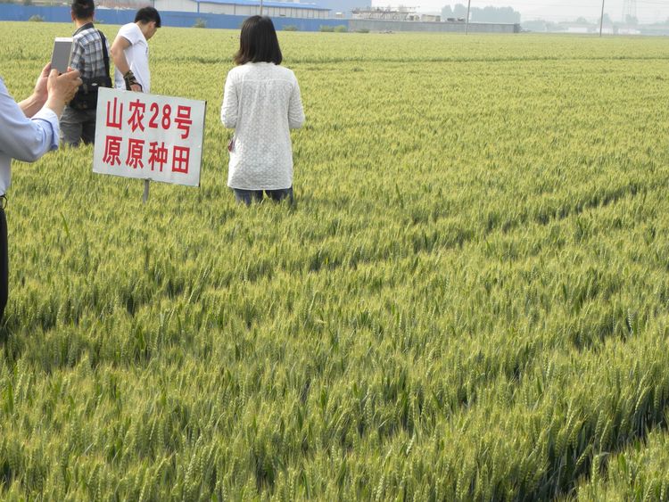 嬰泊種業(yè)小麥觀摩會首次全景展示嬰泊實力