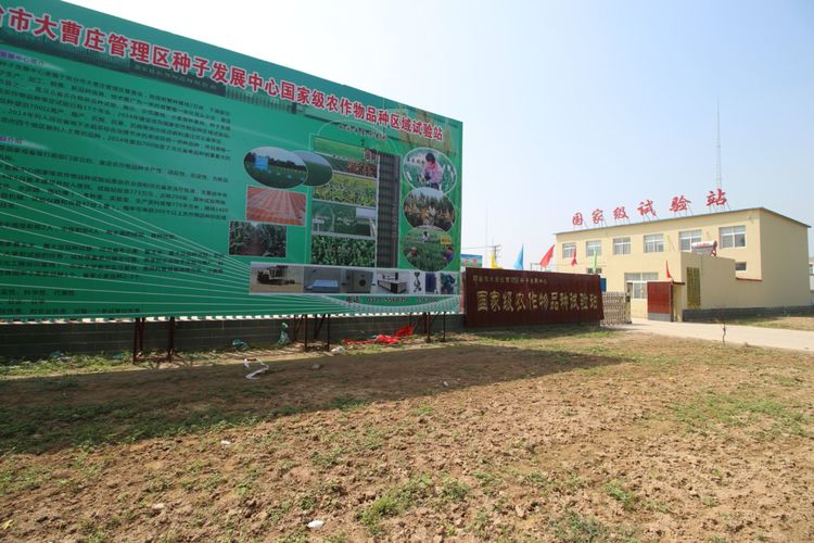 嬰泊種業(yè)小麥觀摩會首次全景展示嬰泊實力