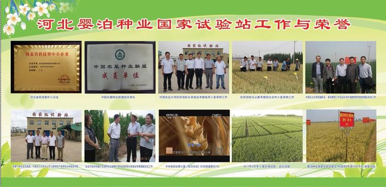 嬰泊種業(yè)小麥觀摩會首次全景展示嬰泊實力