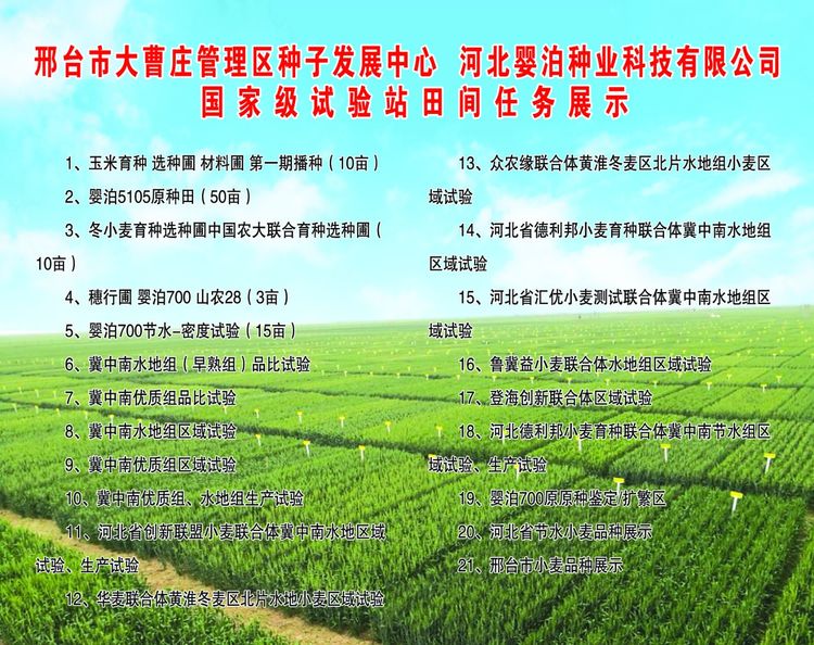 嬰泊種業(yè)小麥觀摩會首次全景展示嬰泊實力
