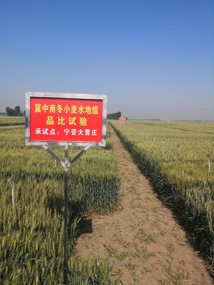 嬰泊種業(yè)小麥觀摩會首次全景展示嬰泊實力