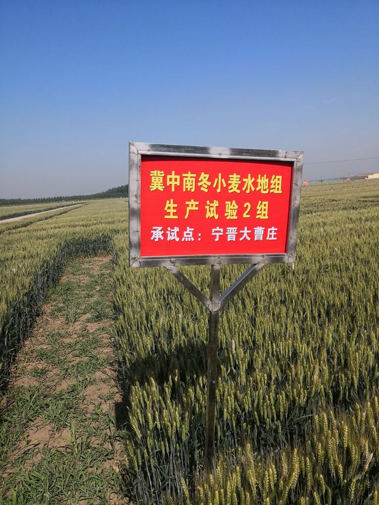 嬰泊種業(yè)小麥觀摩會首次全景展示嬰泊實力