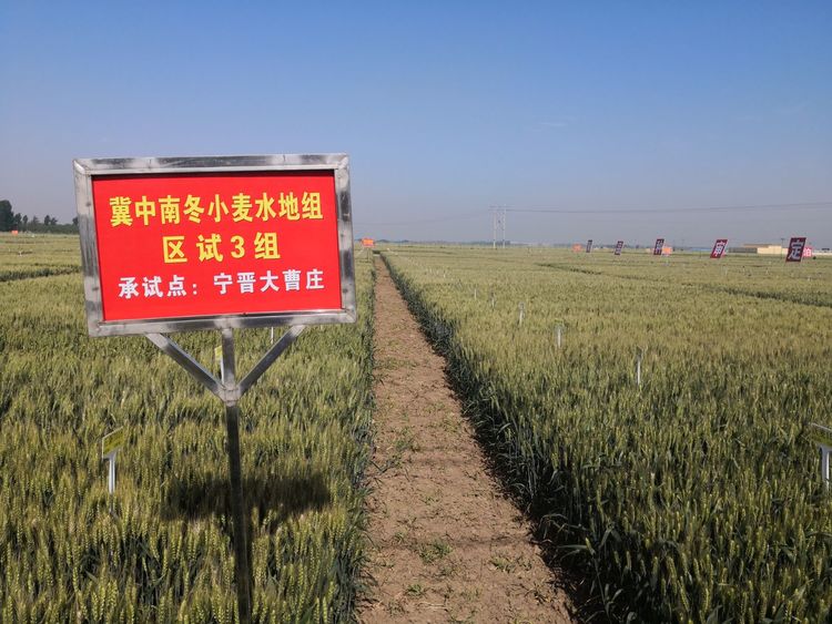 嬰泊種業(yè)小麥觀摩會首次全景展示嬰泊實力
