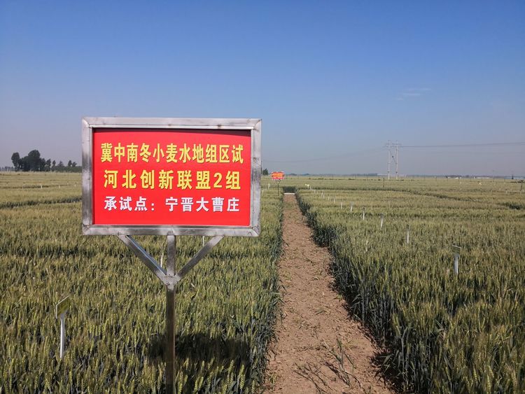 嬰泊種業(yè)小麥觀摩會首次全景展示嬰泊實力