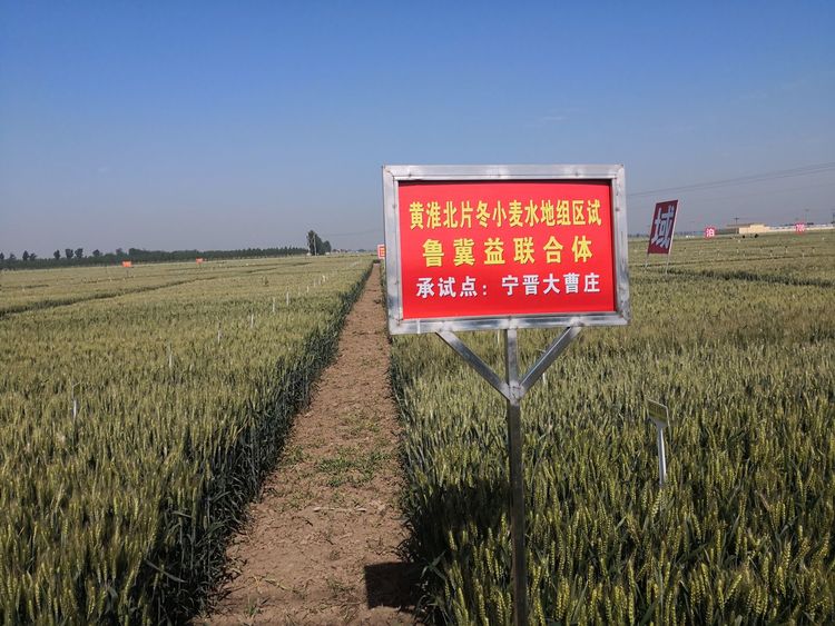 嬰泊種業(yè)小麥觀摩會首次全景展示嬰泊實力