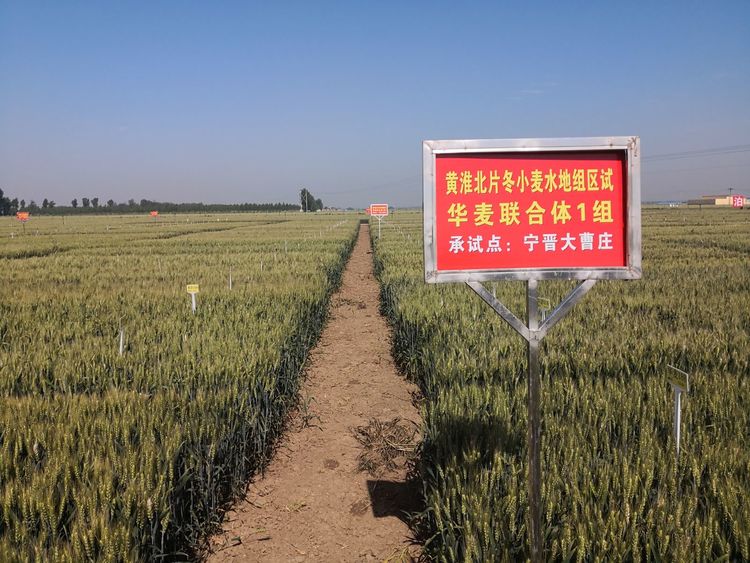 嬰泊種業(yè)小麥觀摩會首次全景展示嬰泊實力