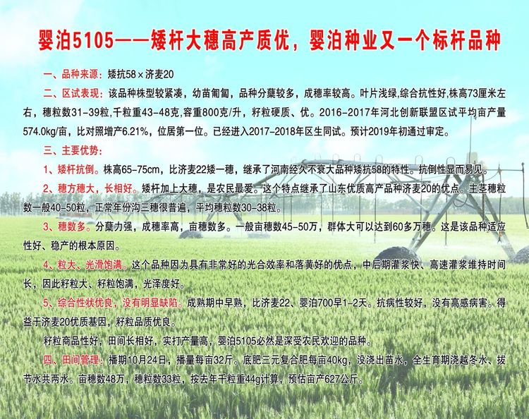 嬰泊種業(yè)小麥觀摩會首次全景展示嬰泊實力