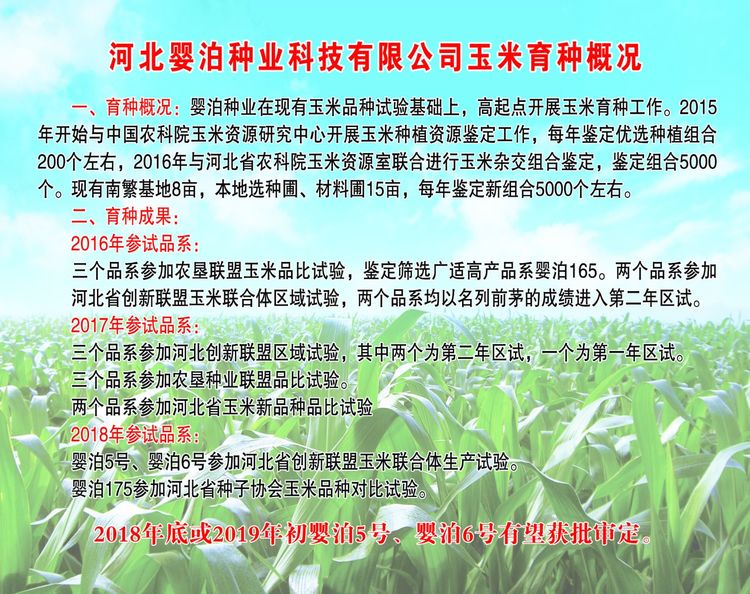嬰泊種業(yè)小麥觀摩會首次全景展示嬰泊實力