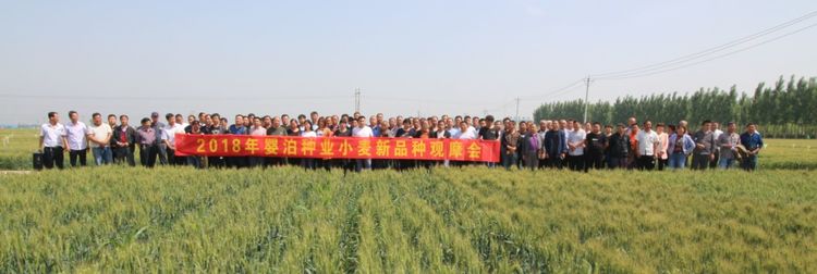 嬰泊種業(yè)小麥觀摩會首次全景展示嬰泊實力