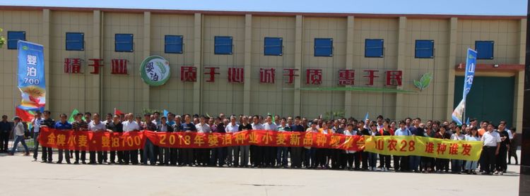 嬰泊種業(yè)小麥觀摩會首次全景展示嬰泊實力