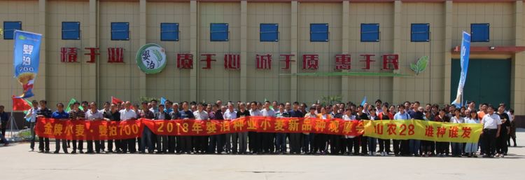 嬰泊種業(yè)小麥觀摩會首次全景展示嬰泊實力