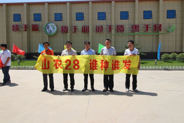 嬰泊種業(yè)小麥觀摩會首次全景展示嬰泊實力