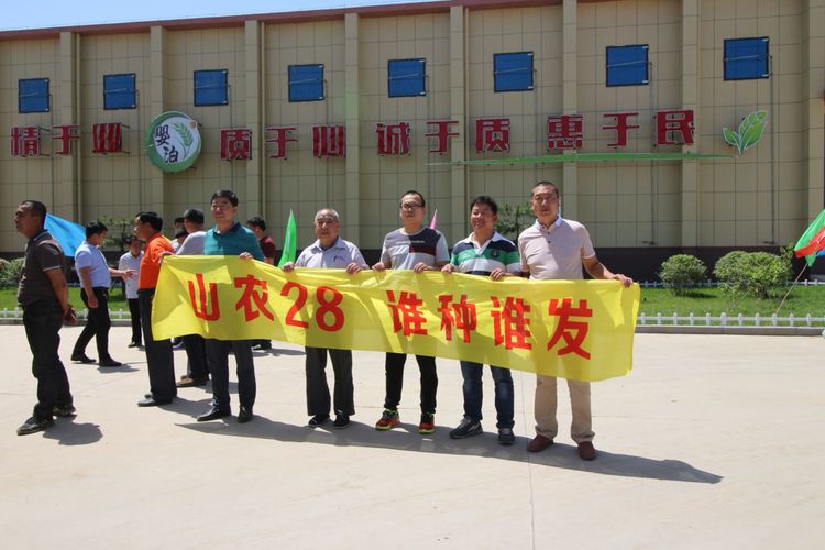 嬰泊種業(yè)小麥觀摩會首次全景展示嬰泊實力