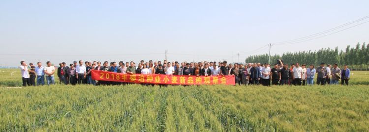 嬰泊種業(yè)小麥觀摩會首次全景展示嬰泊實力
