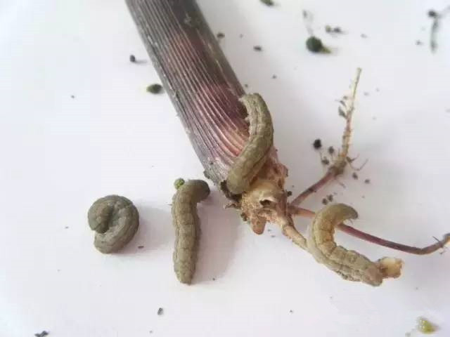 28張照片告訴您，玉米苗期會有哪些病蟲害？