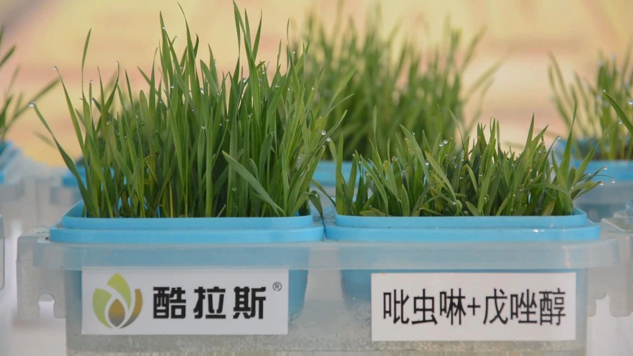 小麥莖基腐病，值得您關注