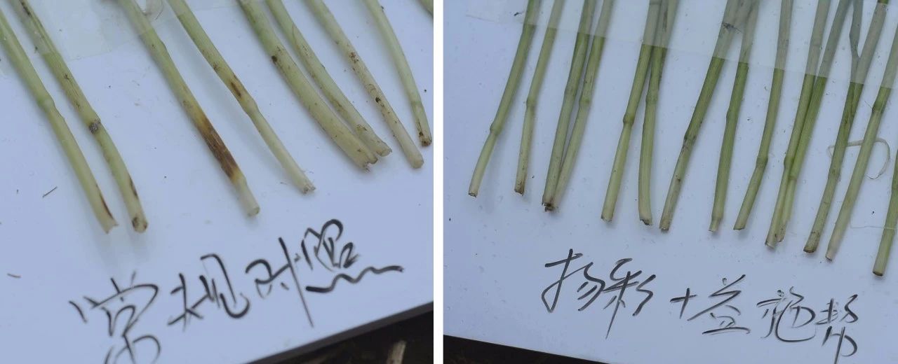 小麥莖基腐病，值得您關(guān)注  