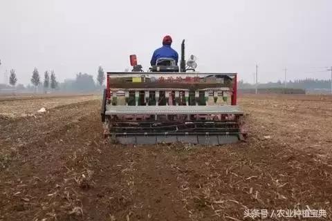 小麥播種越晚越好？壞處誰(shuí)知道？別再犯這些錯(cuò)誤了！
