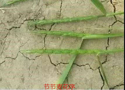 節(jié)節(jié)麥不用怕，節(jié)節(jié)麥怎么防，什么時間打，怎么打效果好？（附注意事項）  