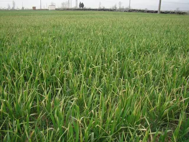 小麥病毒病、凍害、除草劑藥害圖解
