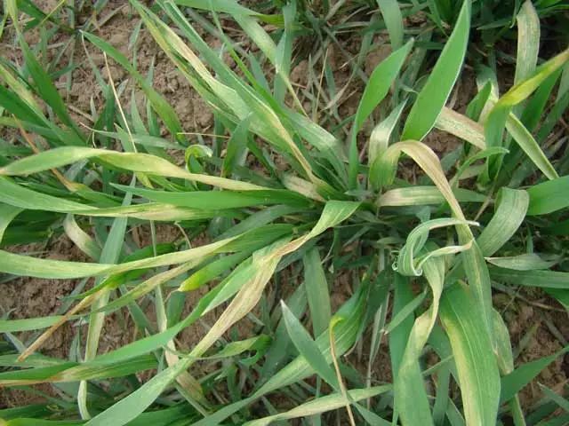 小麥病毒病、凍害、除草劑藥害圖解