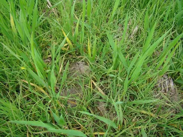小麥病毒病、凍害、除草劑藥害圖解