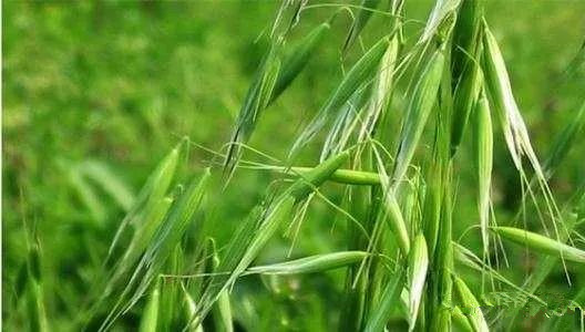 【警惕】農(nóng)業(yè)或又遇厄爾尼諾，暖冬對(duì)小麥影響幾許？  