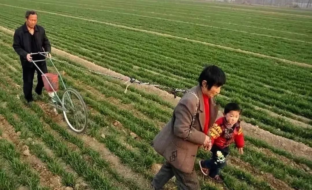 小麥春季管理技術大全！
