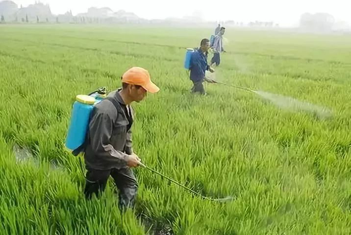 小麥春季管理技術大全！