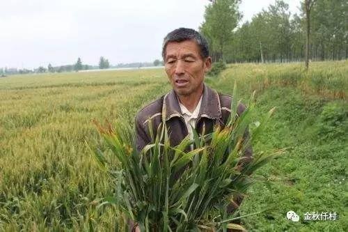 小麥旗葉干尖又來了，原因你知道幾個?