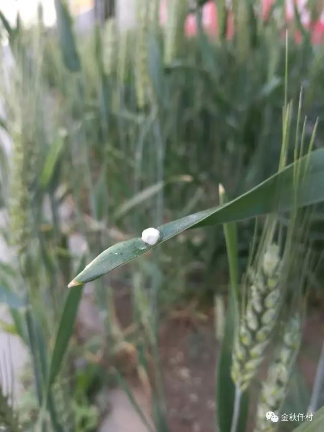 小麥旗葉干尖又來了，原因你知道幾個?