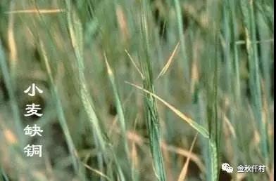 小麥旗葉干尖又來了，原因你知道幾個?