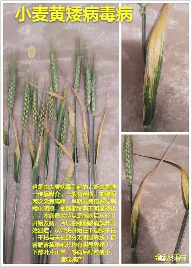 小麥旗葉干尖又來了，原因你知道幾個?