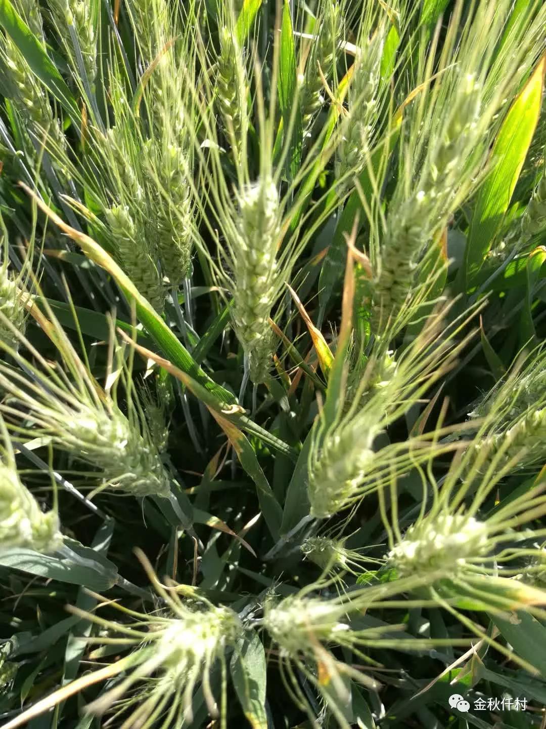 小麥旗葉干尖又來了，原因你知道幾個?