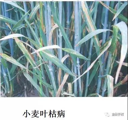 小麥旗葉干尖又來了，原因你知道幾個?