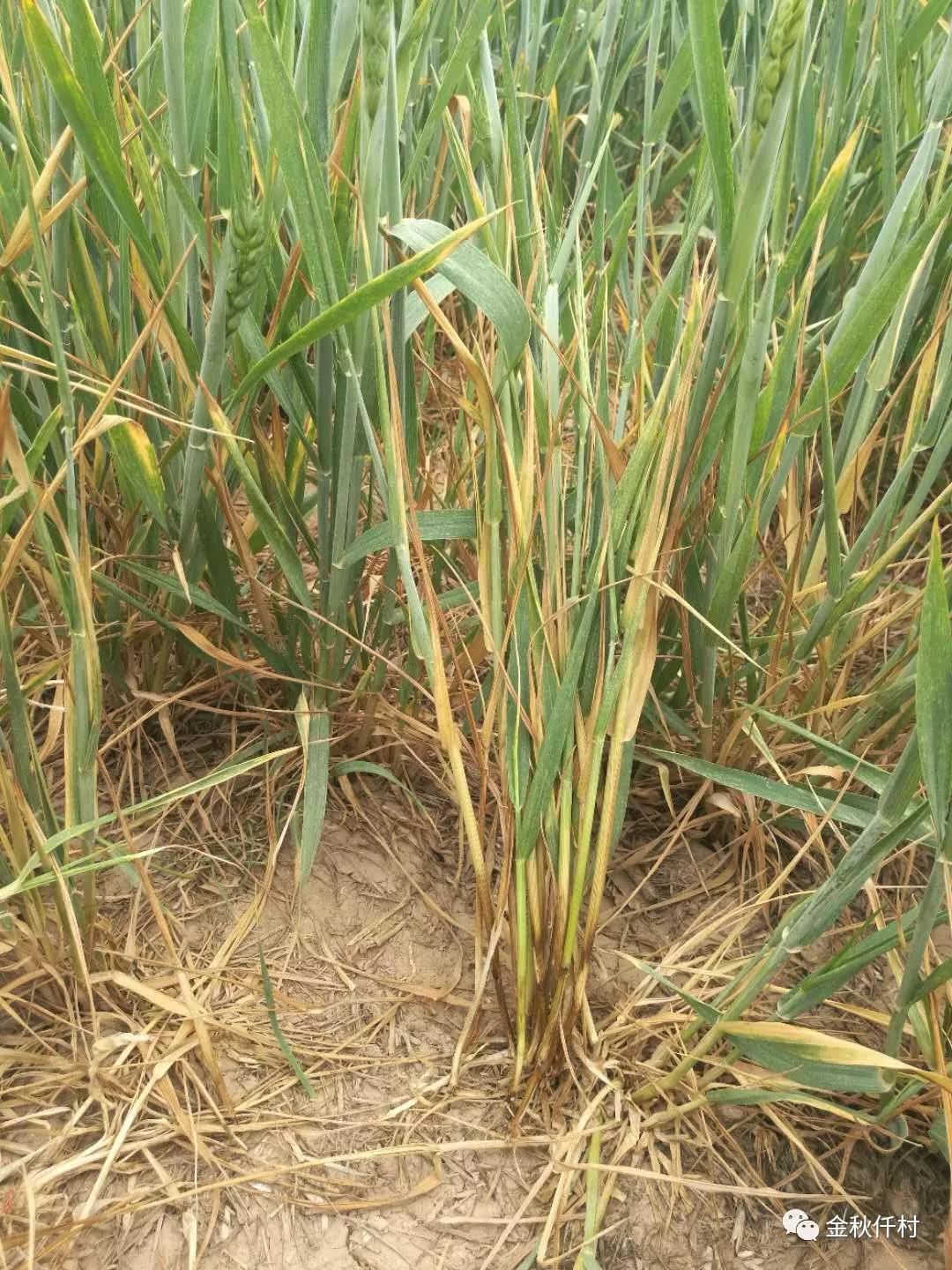 小麥旗葉干尖又來了，原因你知道幾個?