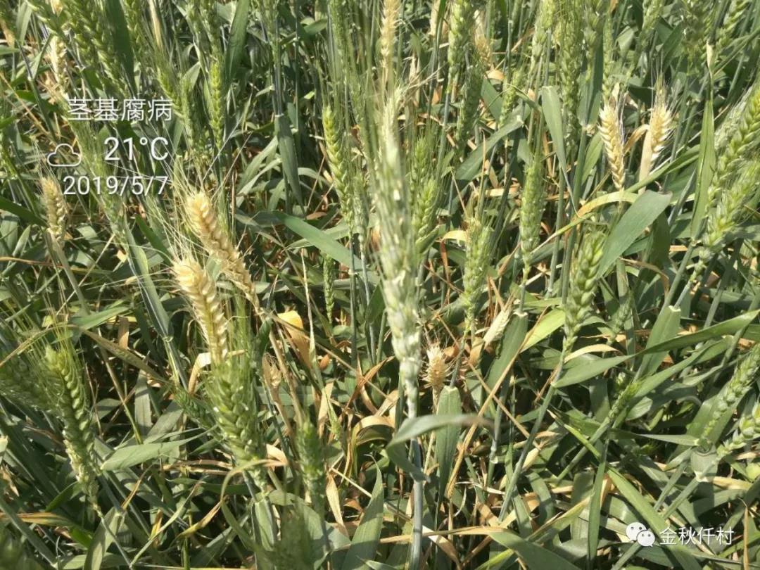 小麥旗葉干尖又來了，原因你知道幾個?