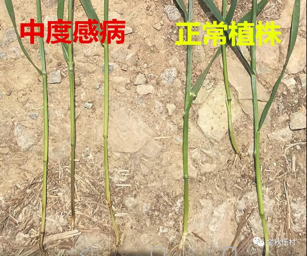 小麥旗葉干尖又來了，原因你知道幾個?