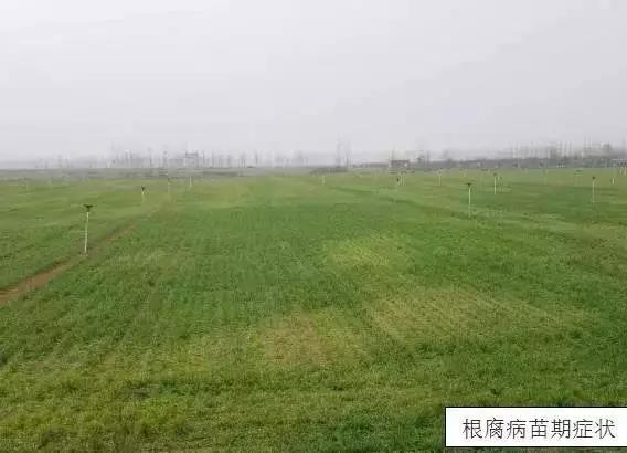 急急急！小麥灌漿期驚現大量白穗，怎么回事？