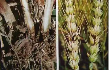 急急急！小麥灌漿期驚現大量白穗，怎么回事？