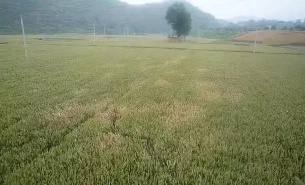 急急急！小麥灌漿期驚現大量白穗，怎么回事？