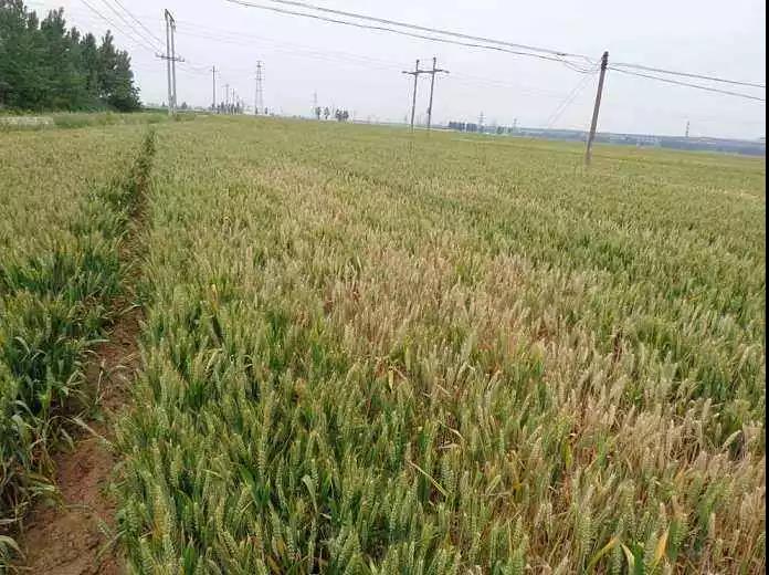 急急急！小麥灌漿期驚現大量白穗，怎么回事？