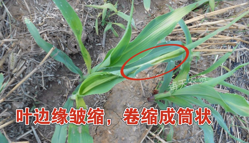 除草高峰期——煙嘧磺隆“4大要點”總結！  